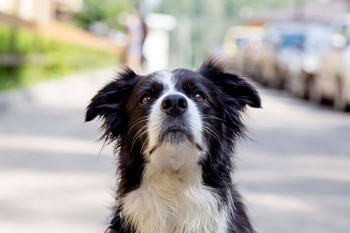 Cinetosi nei cani, come prevenire la cinetosi?
